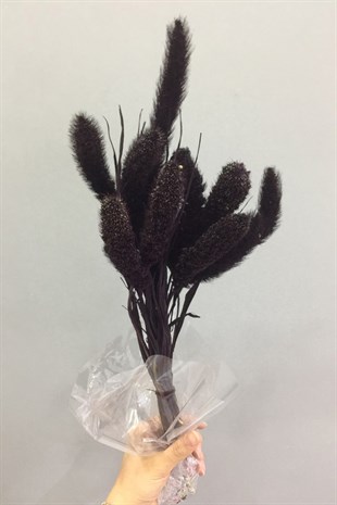 Siyah Setteria Şoklanmış Kuru Çiçek